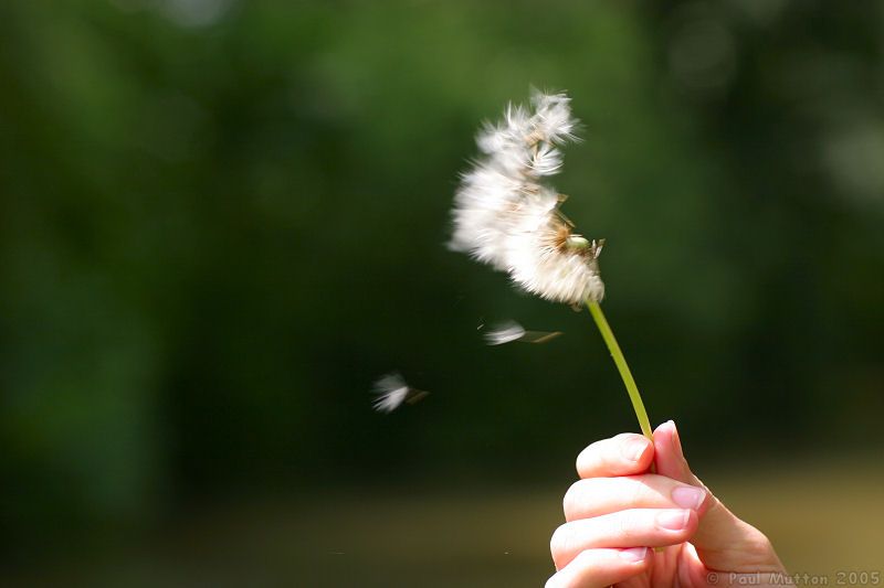 Dandelion_blowing_in_wind_1
